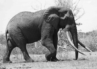 Satao,_an_African_Elephant_killed_by_poachers Satao Elephant